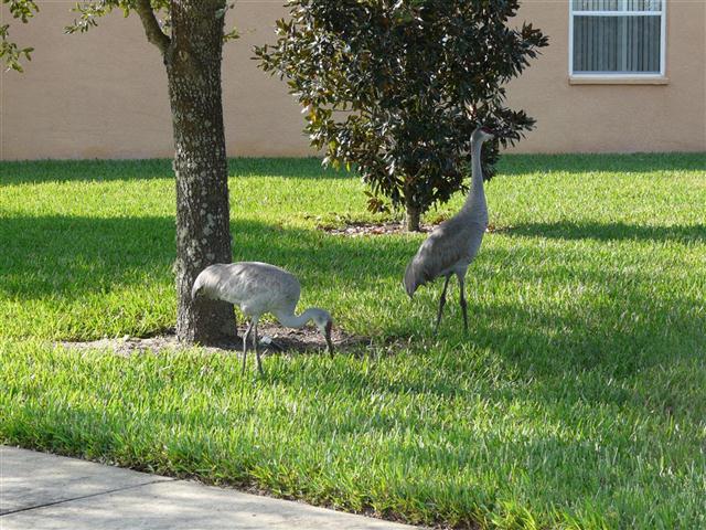Photo #21: Orlando Vacation Rentals @ vacationhomebid.com 